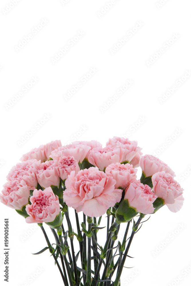 Happy Mother's Day, carnations representing mothers are in full bloom, and pink carnations are sent. Happy Mother's Day, carnations representing mothers are in full bloom, and pink carnations are sent.