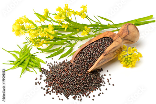 Bild auf Leinwand canola seeds and fresh canola flowers isolated on white