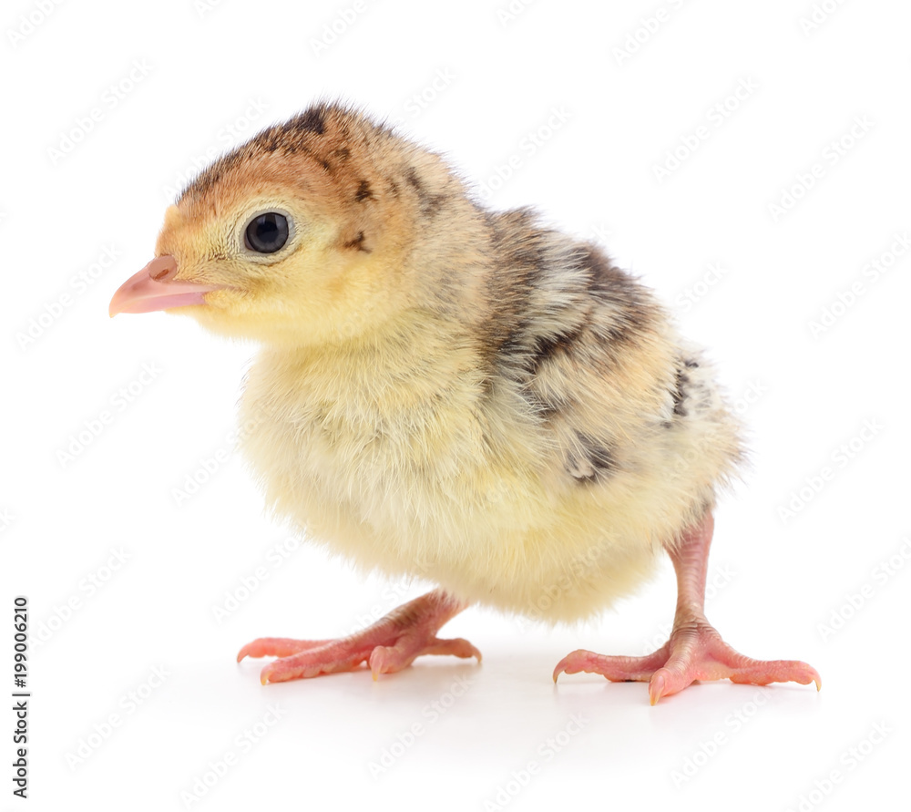 Obraz premium Chicken turkey isolated