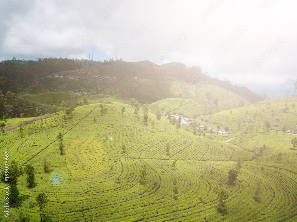Tea plantations in the mountains. Aerial View