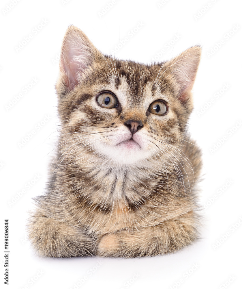 Obraz premium Kitten on white background.