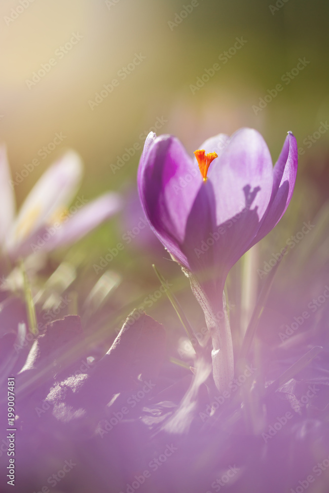 View of magic blooming spring flowers crocus growing from snow in wildlife. Amazing sunlight on spring flower crocus View of magic blooming spring flowers crocus growing from snow in wildlife. Amazing sunlight on spring flower crocus