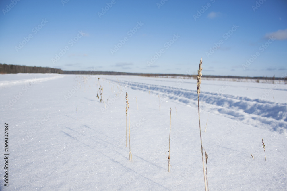 Winter in the field