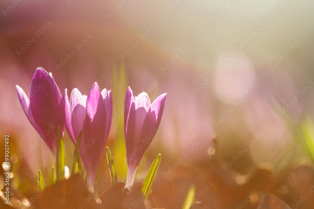 View of magic blooming spring flowers crocus growing in wildlife. Amazing sunlight on spring flower crocus View of magic blooming spring flowers crocus growing in wildlife. Amazing sunlight on spring flower crocus