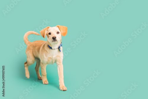 Adorable golden puppy