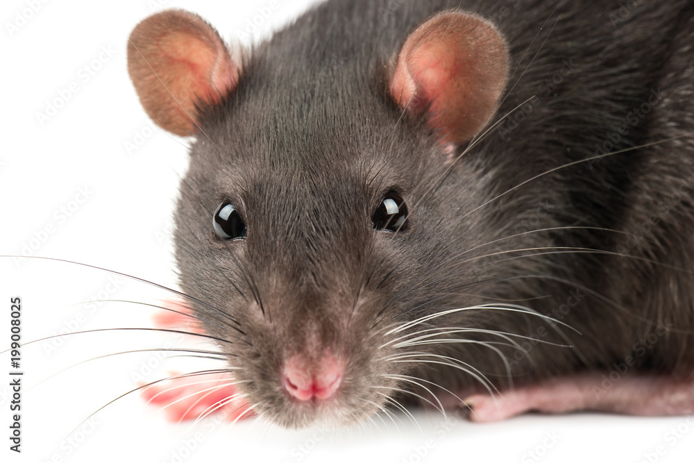 Grey rat closeup Grey rat closeup