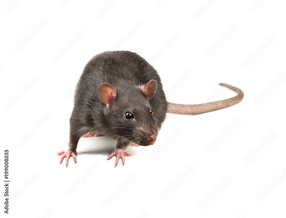 Grey rat isolate Grey rat isolate