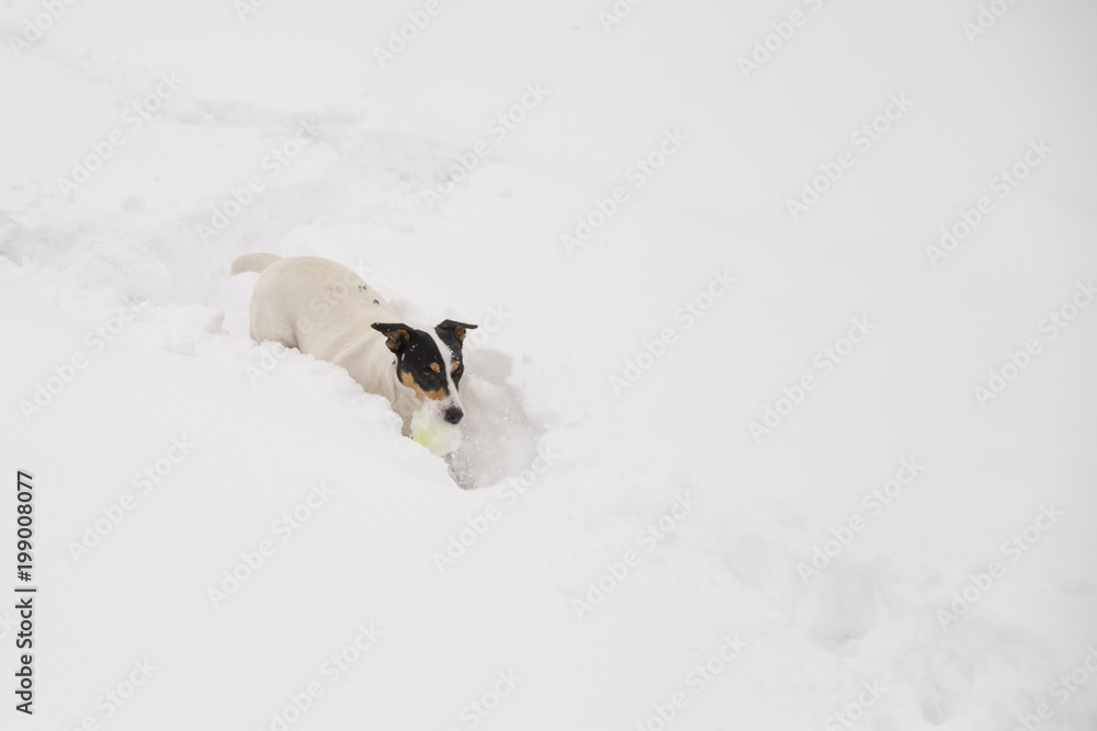 The dog plays in the snow with the ball. The dog plays in the snow with the ball.