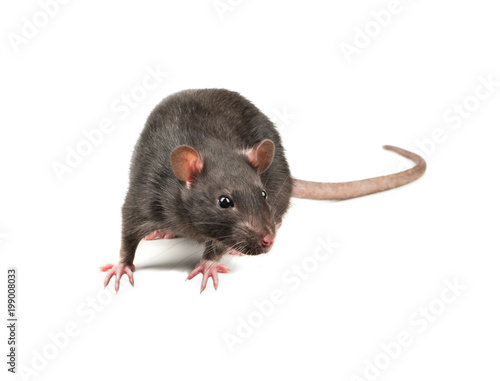 Grey rat isolate