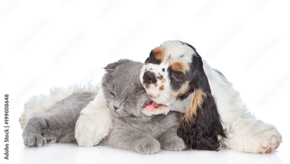 Cocker Spaniel puppy hugging and biting scottish kitten. isolated on white background Cocker Spaniel puppy hugging and biting scottish kitten. isolated on white background