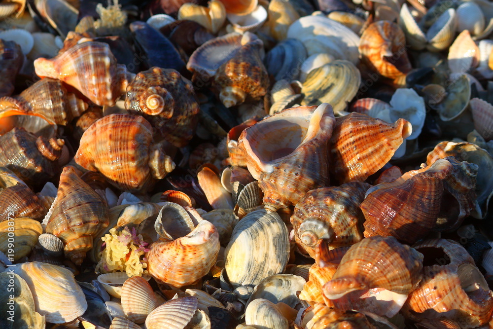Heap of veined rapa whelk, or rapana venosa lying on shells at the seashore Heap of veined rapa whelk, or rapana venosa lying on shells at the seashore