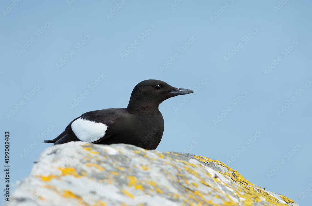 Close-up of a Black guillemot sitting on a rock Close-up of a Black guillemot sitting on a rock