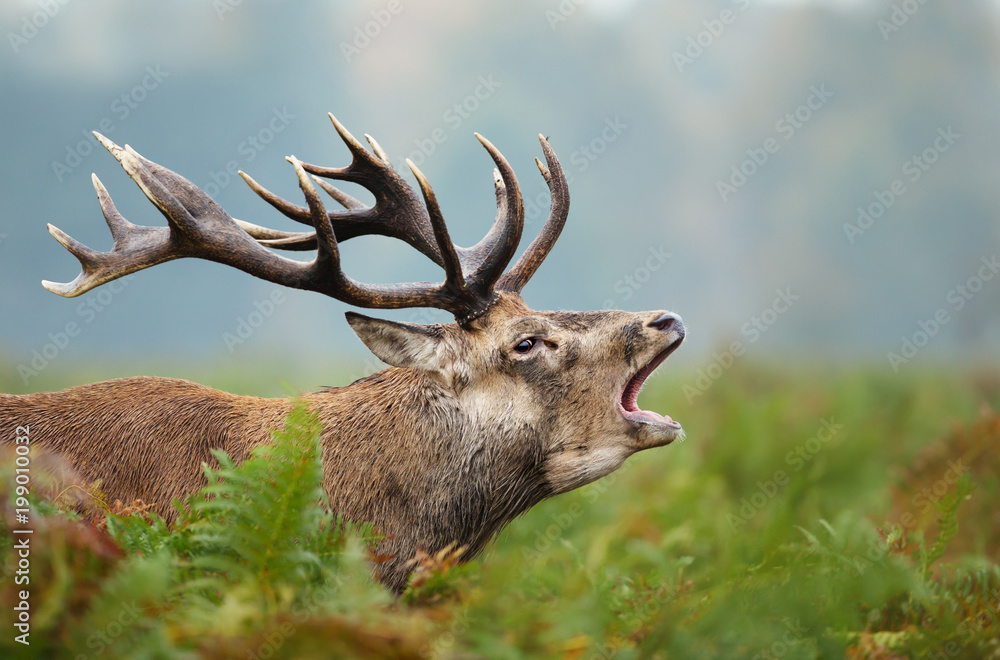 Tableau sur toile Close-up of a Red deer roaring