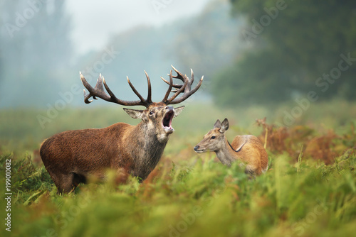 Tablou canvas Close-up of a Red deer roaring next to a hind