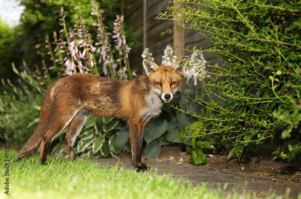 Red fox standing in the garden with flowers