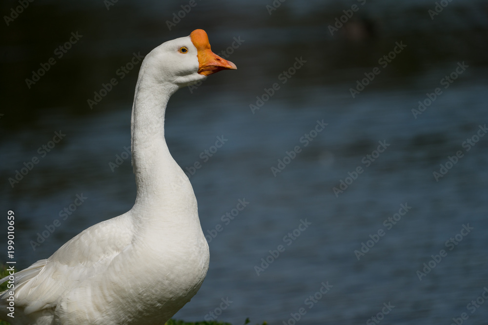 White Chinese Goose against Blue Lake Backdrop White Chinese Goose against Blue Lake Backdrop