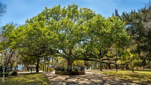 Large Old Oak tree named OLD SENTRY in St Andrews Florida.