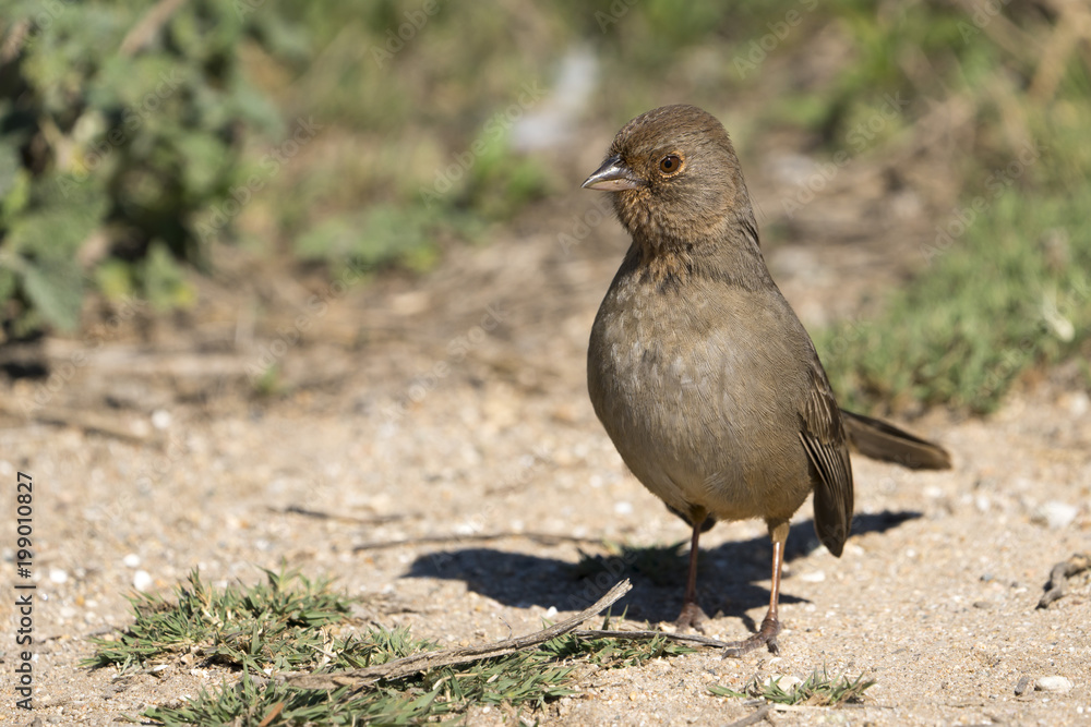 Fotografie California Towhee Sparrow Bird