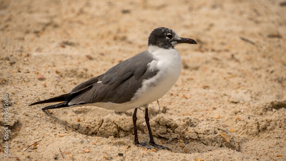Laughing seagull with it's summer feathers in the sand at a beach. Laughing seagull with it's summer feathers in the sand at a beach.
