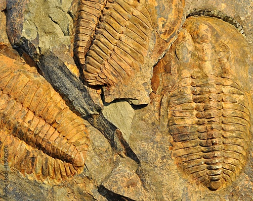 prehistorical fossils trilobit