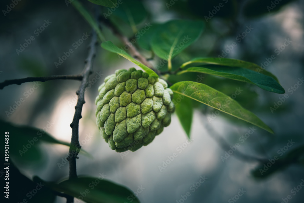 Sugar-apple fruit (Annona squamosa) on a tree branch. Closeup of the tropical fruit that also known as sweetsop or custard apple Sugar-apple fruit (Annona squamosa) on a tree branch. Closeup of the tropical fruit that also known as sweetsop or custard apple