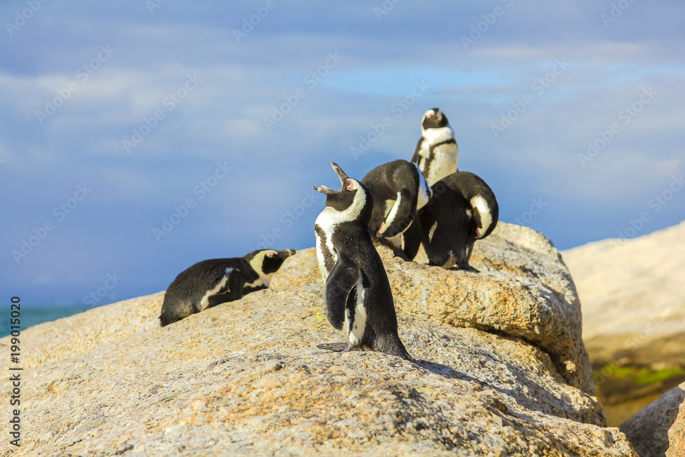 Obraz premium Close-up of penguins on granitic rocks of Boulder Beach. The famous colony of African penguins is located near Simon's Town and Cape Town, South Africa. Boulders Beach is part of Table Mountain NP.
