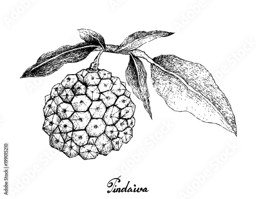 Hand Drawn of Pindaiva Fruits on White Background photo