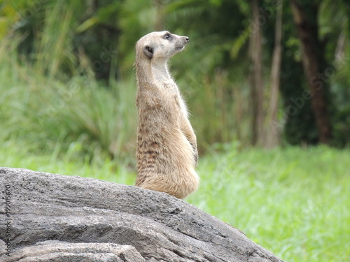  meerkat photo