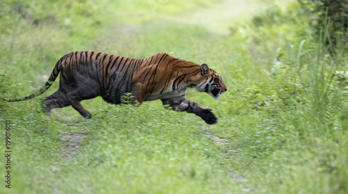 tiger in Kaziranga