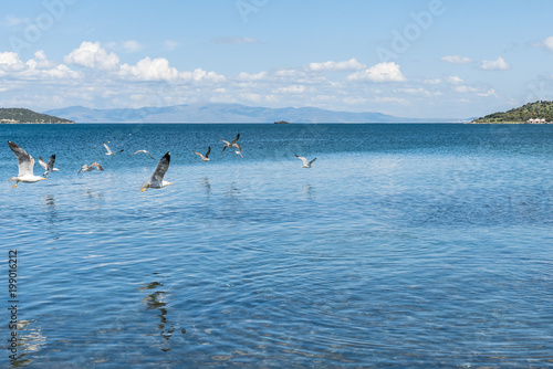 Flock of birds flying towards horizon in Cesmealti, Urla, Izmir..