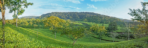Tea green landscape in the mountains © KK