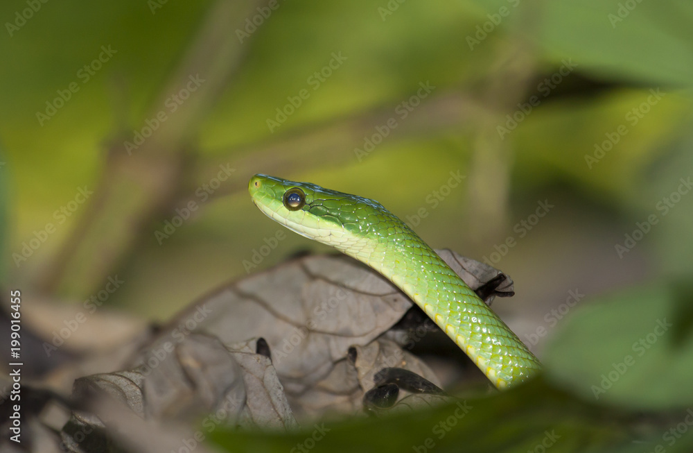 green snake green snake