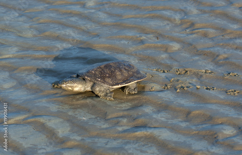 turtles in a bank