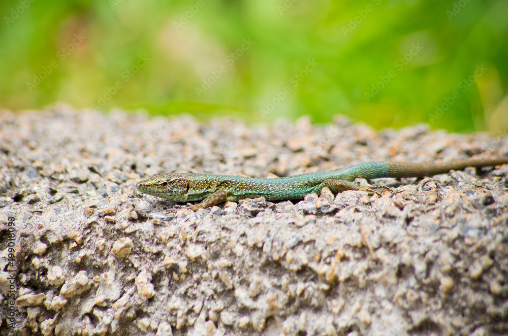 Green lizard on Madeira island, Portugal Green lizard on Madeira island, Portugal