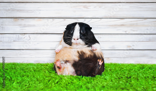 Funny fatly and lazy guinea pig. Fast food and bloating concept. Glutton.