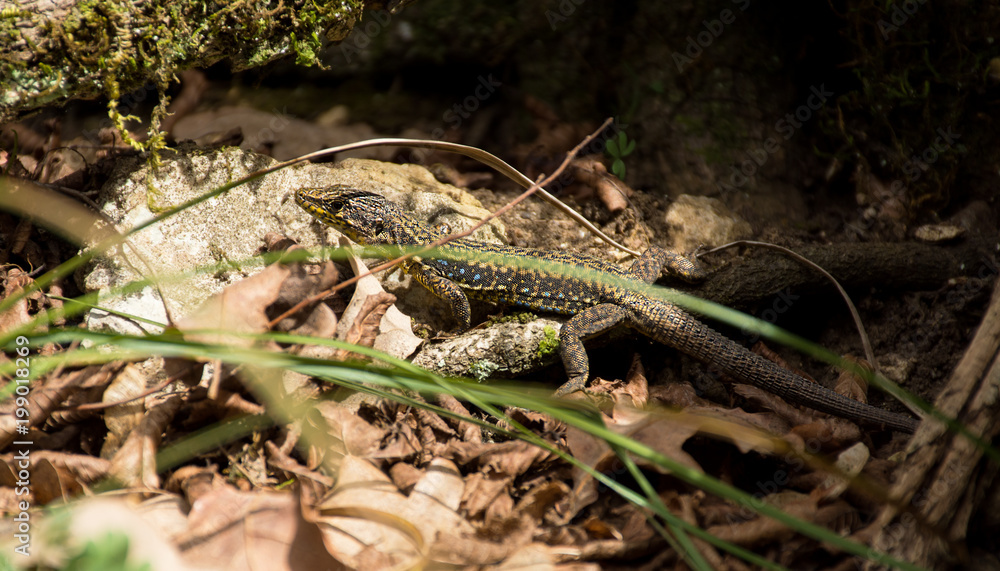 Lizard disguised in the forest Lizard disguised in the forest