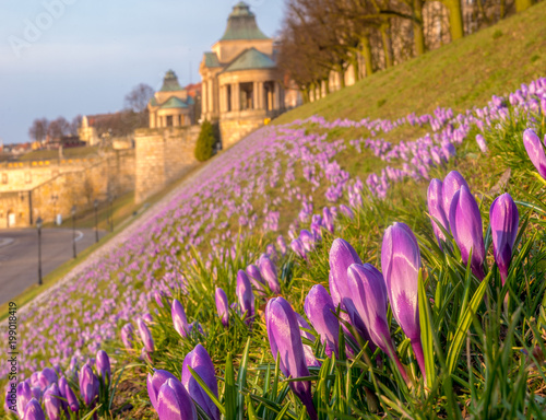 Crocuses blooming on Haken Terrace in Szczecin, Poland photo