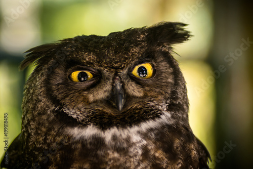 Great Horned Owl is Confused