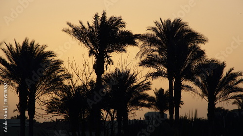 Palm trees at dawn