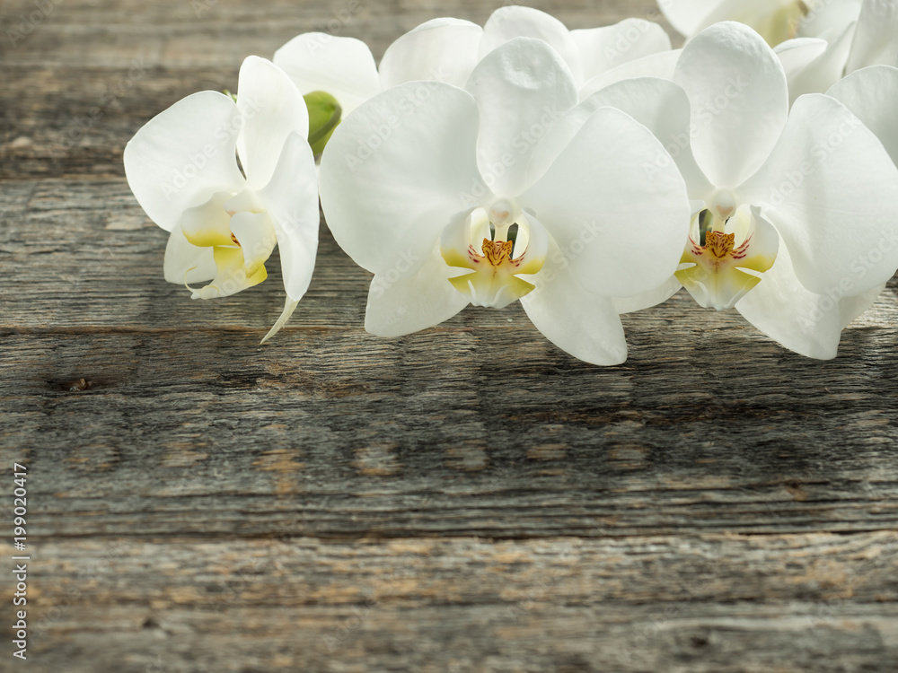 Fototapeta premium White orchid Phalaenopsis on a wooden background close-up