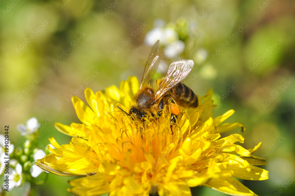 Honey bee on dandelion. Honey bee pollinating on spring meadow Honey bee on dandelion. Honey bee pollinating on spring meadow
