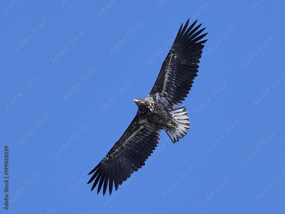 Obraz premium White-tailed eagle (Haliaeetus albicilla)