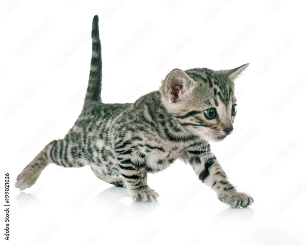 Fototapeta premium kotek bengalski w studio