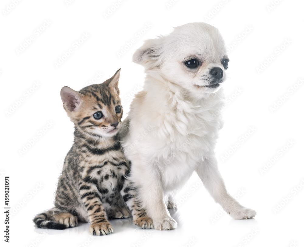 bengal kitten and puppy chihuahua
