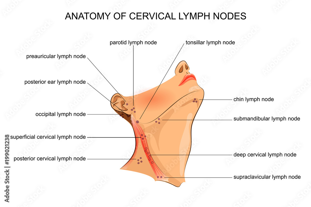 anatomy of cervical lymph nodes Stock Vector Adobe Stock