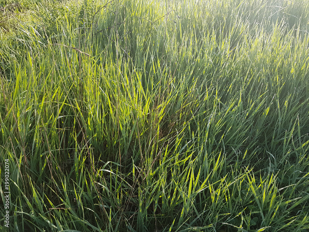 lawn meadow green blue sky for background in the morninga lawn meadow green blue sky for background in the morninga
