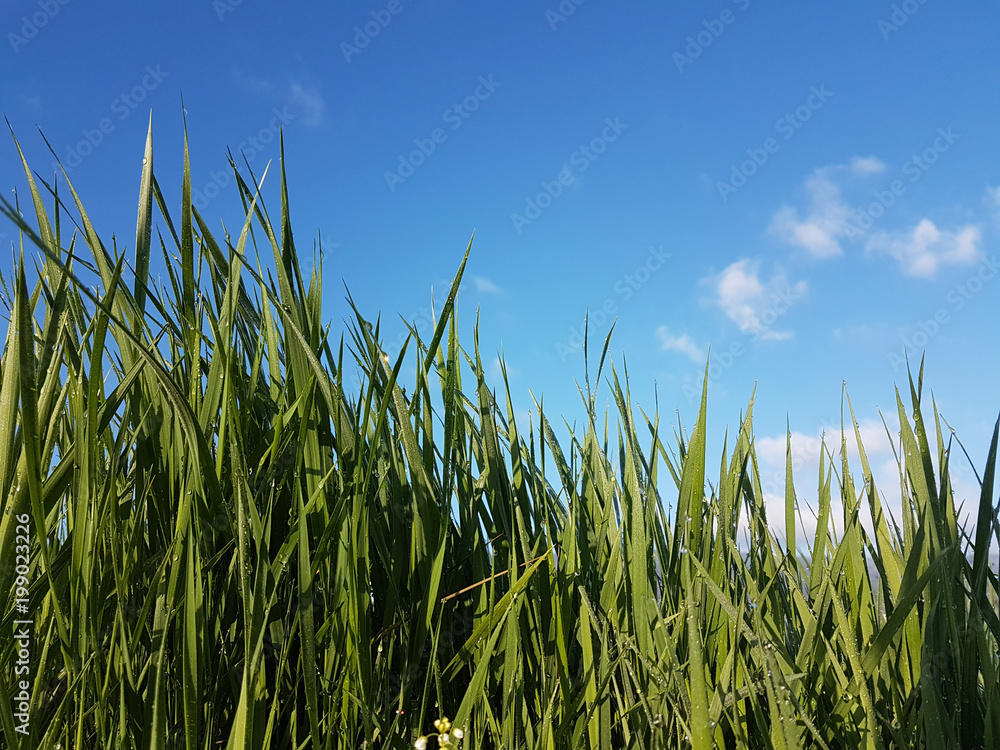 Obraz premium lawn meadow green blue sky for background in the morninga