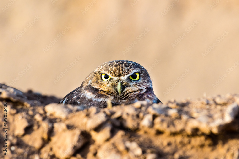 Naklejka premium Burrowing Owl hiding while watching