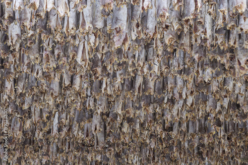 Traditional stockfish hanging in vertical pattern on drying rack