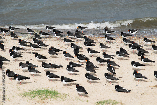 Fotografía Eurasian oystercatcher (lat.: Haematopus ostralegus)